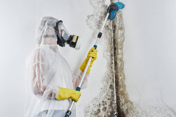 Trusted Calistoga, CA Mold Inspection, Removal & Remediation Experts